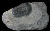 Nicely Prepared, Gerastos Trilobite Fossil #35129-1